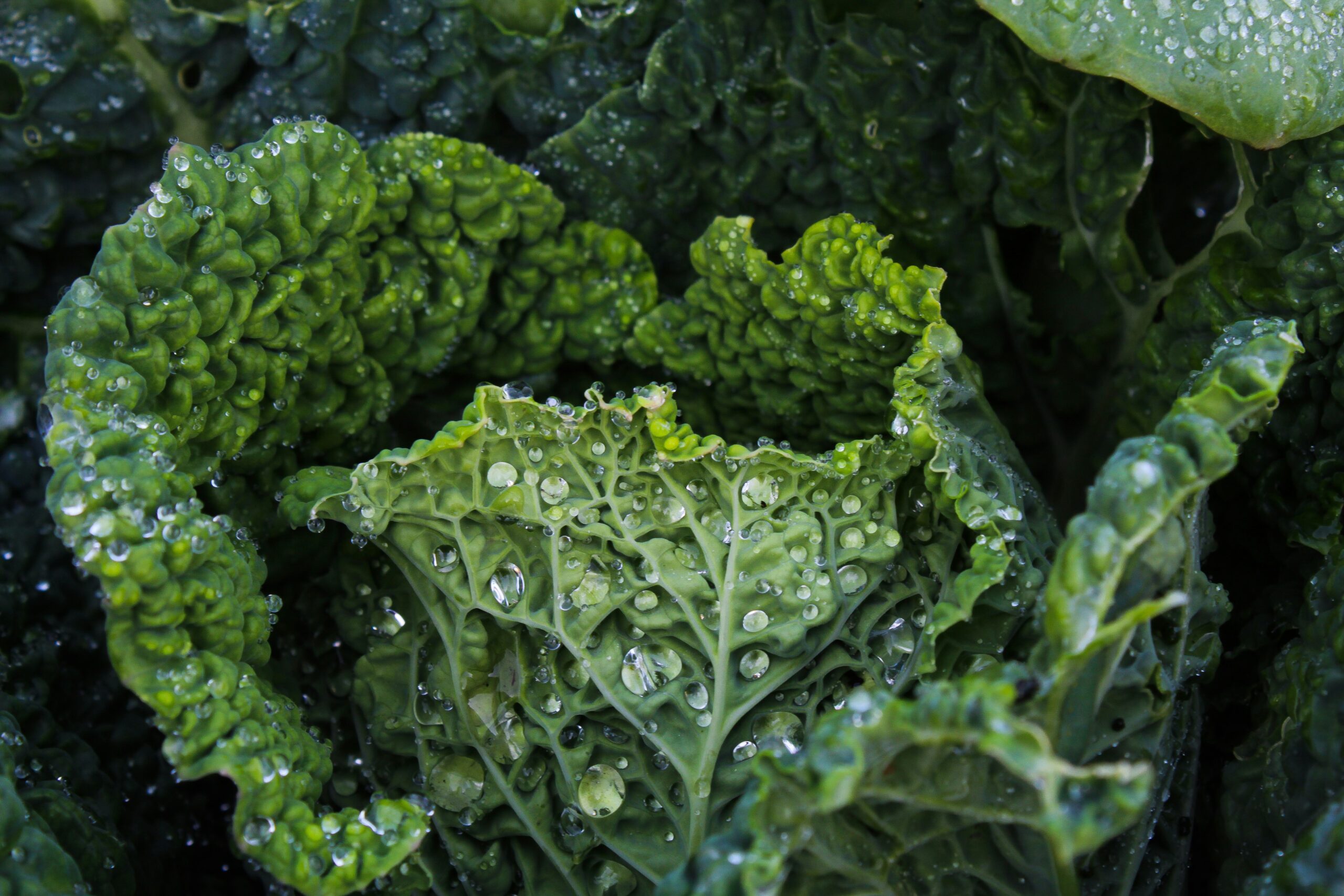 Corn Kale Salad